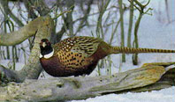 pheasant image