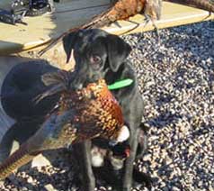 Dog with bird