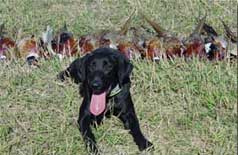 Dog with retrieved birds