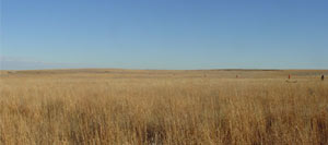 Pheasant Crest field